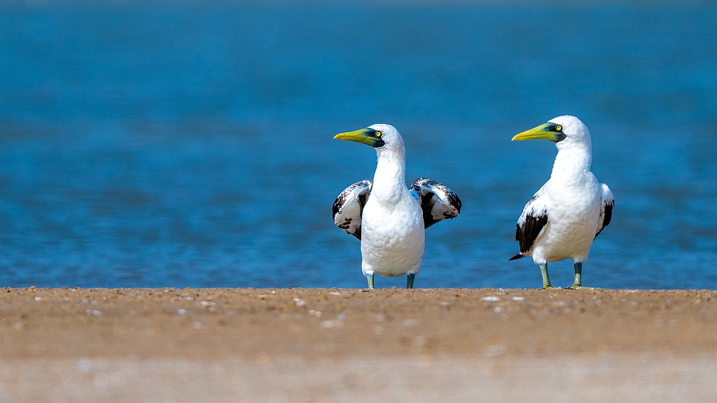 Masked Booby 
